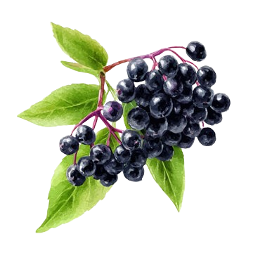 Elderberry
