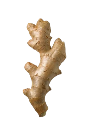 Ginger