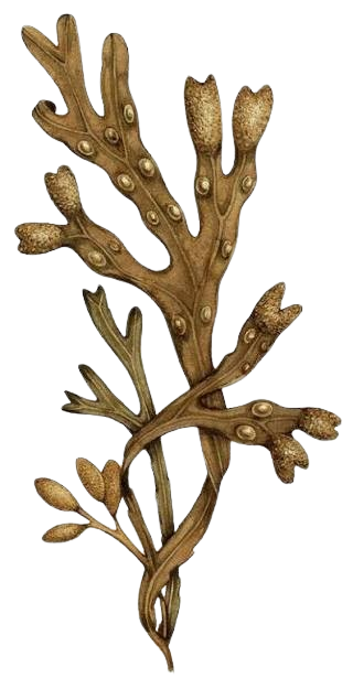 Bladder Wrack
