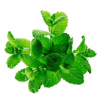 Chlorophyll
